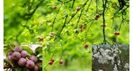 Bài văn Tả cây mận chọn lọc hay nhất Tập làm văn lớp 4