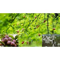 Bài văn Tả cây mận chọn lọc hay nhất Tập làm văn lớp 4