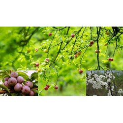 Bài văn Tả cây mận chọn lọc hay nhất Tập làm văn lớp 4
