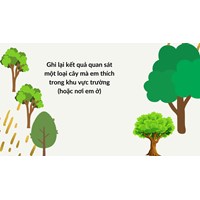Ghi lại kết quả quan sát một loại cây mà em thích trong khu vực trường (hoặc nơi em ở)