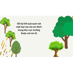 Ghi lại kết quả quan sát một loại cây mà em thích trong khu vực trường (hoặc nơi em ở)
