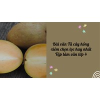 Bài văn Tả cây hồng xiêm chọn lọc hay nhất Tập làm văn lớp 4