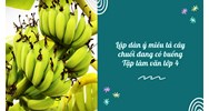 Lập dàn ý miêu tả cây chuối đang có buồng Tập làm văn lớp 4