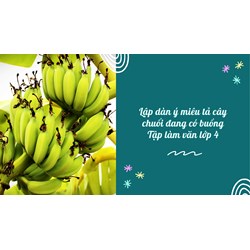 Lập dàn ý miêu tả cây chuối đang có buồng Tập làm văn lớp 4