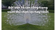 Bài văn Tả con công trong vườn thú chọn lọc hay nhất