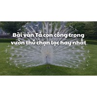 Bài văn Tả con công trong vườn thú chọn lọc hay nhất