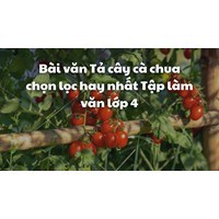 Bài văn Tả cây cà chua chọn lọc hay nhất Tập làm văn lớp 4