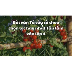 Bài văn Tả cây cà chua chọn lọc hay nhất Tập làm văn lớp 4