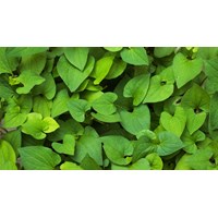 Cách xay diếp cá uống