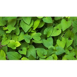 Cách xay diếp cá uống
