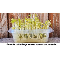 Cách làm giá đỗ mọc nhanh, tươi ngon, an toàn