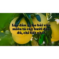 Lập dàn ý cho bài văn miêu tả cây bưởi đầy đủ, chi tiết nhất