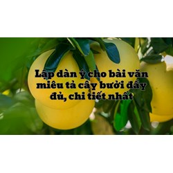 Lập dàn ý cho bài văn miêu tả cây bưởi đầy đủ, chi tiết nhất