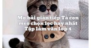 Mở bài gián tiếp Tả con mèo chọn lọc hay nhất Tập làm văn lớp 4