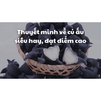 Thuyết minh về củ ấu siêu hay, đạt điểm cao