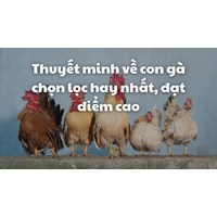 Thuyết minh về con gà chọn lọc hay nhất, đạt điểm cao