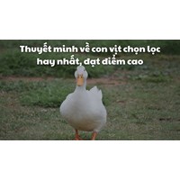 Thuyết minh về con vịt chọn lọc hay nhất, đạt điểm cao