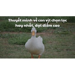 Thuyết minh về con vịt chọn lọc hay nhất, đạt điểm cao