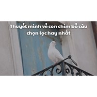 Thuyết minh về con chim bồ câu chọn lọc hay nhất