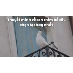 Thuyết minh về con chim bồ câu chọn lọc hay nhất