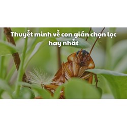 Thuyết minh về con gián chọn lọc hay nhất