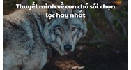 Thuyết minh về con chó sói chọn lọc hay nhất