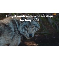 Thuyết minh về con chó sói chọn lọc hay nhất