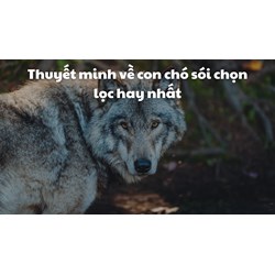 Thuyết minh về con chó sói chọn lọc hay nhất