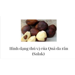 Hình dạng thú vị của Quả da rắn (Salak)