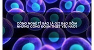 Công nghệ tế bào là gì? Bao gồm những công đoạn thiết yếu nào?