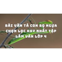 Bài văn tả con bọ ngựa chọn lọc hay nhất Tập làm văn lớp 4