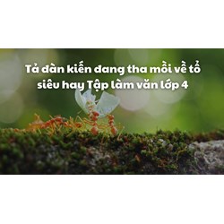 Tả đàn kiến đang tha mồi về tổ siêu hay Tập làm văn lớp 4