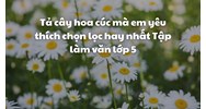 Tả cây hoa cúc mà em yêu thích chọn lọc hay nhất Tập làm văn lớp 5