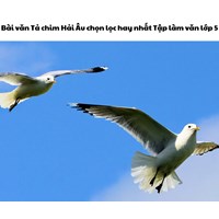 Bài văn Tả chim Hải Âu chọn lọc hay nhất Tập làm văn lớp 5