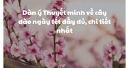 Dàn ý Thuyết minh về cây đào ngày tết đầy đủ, chi tiết nhất