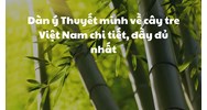Dàn ý Thuyết minh về cây tre Việt Nam chi tiết, đầy đủ nhất