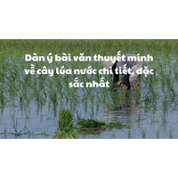 Dàn ý bài văn thuyết minh về cây lúa nước chi tiết, đặc sắc nhất