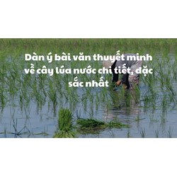 Dàn ý bài văn thuyết minh về cây lúa nước chi tiết, đặc sắc nhất