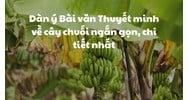 Dàn ý Bài văn Thuyết minh về cây chuối ngắn gọn, chi tiết nhất