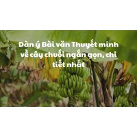 Dàn ý Bài văn Thuyết minh về cây chuối ngắn gọn, chi tiết nhất