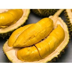 Sầu riêng có những giá trị dinh dưỡng như thế nào?