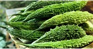 Mướp đắng có tốt cho mẹ bầu và phụ nữ đang cho con bú ?