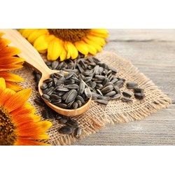 Có nên ăn hạt hướng dương không ?