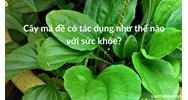 Cây mã đề có tác dụng như thế nào với sức khỏe?