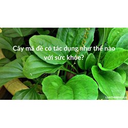 Cây mã đề có tác dụng như thế nào với sức khỏe?
