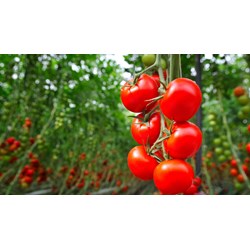 Ăn cà chua có tác dụng gì đối với sức khỏe ?