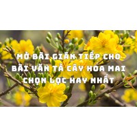 Mở bài gián tiếp cho bài văn Tả cây hoa mai chọn lọc hay nhất