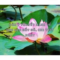 Dàn ý Thuyết minh về hoa sen đầy đủ, chi tiết nhất