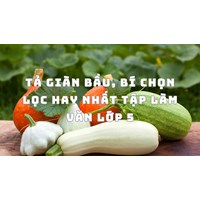 Tả giàn bầu, bí chọn lọc hay nhất Tập làm văn lớp 5