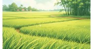 Tả cánh đồng lúa đang thì con gái lớp 5